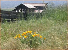 Rankin Ranch photo 9