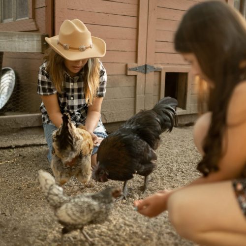 Feeding Animals 3
