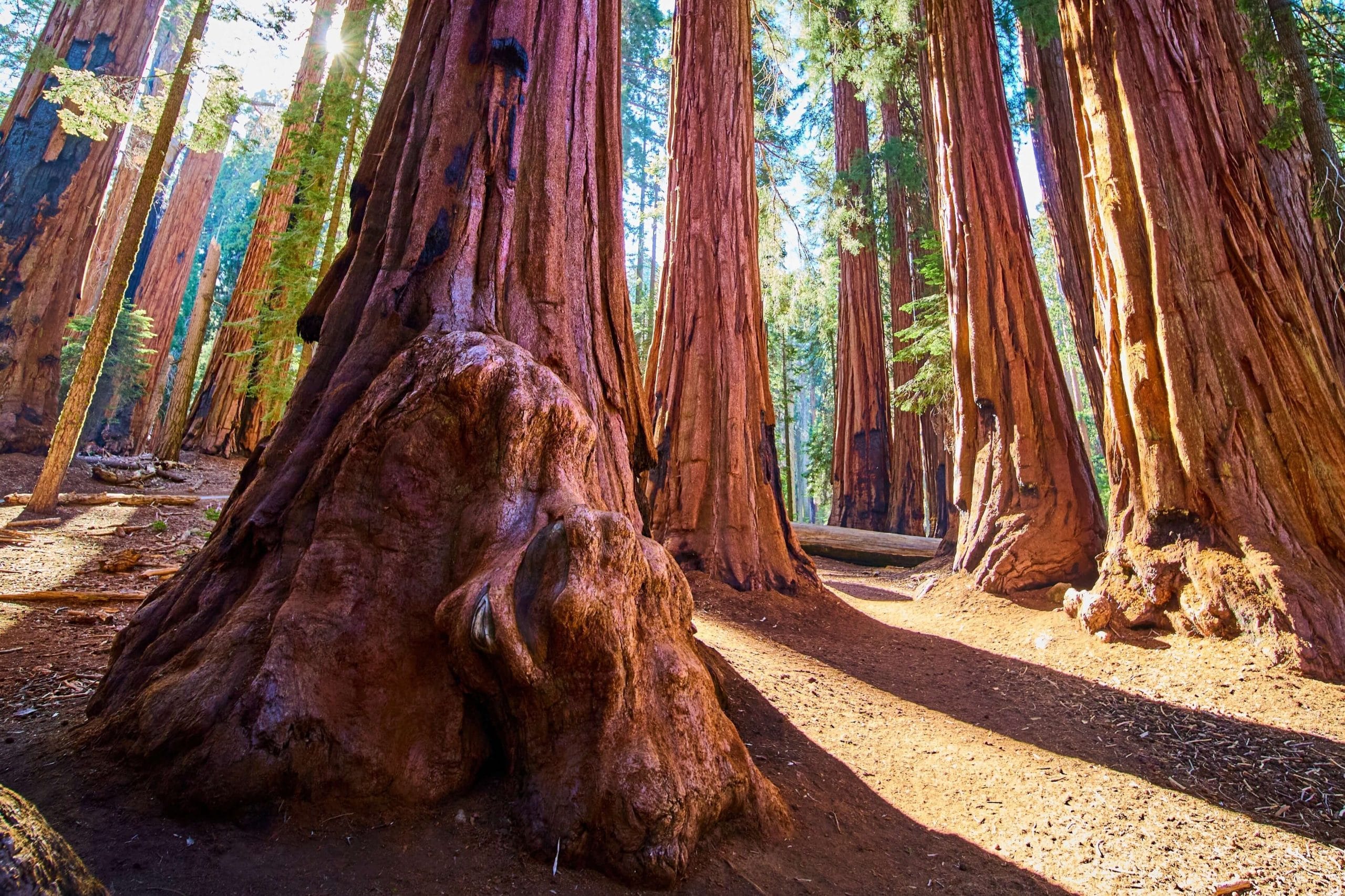 National Parks In California: Sequoia National Forest